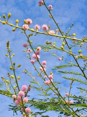 tree blossom The pink round flowers look cute. It is a tall tree with slender leaves.