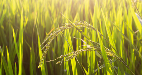 Close up ear of rice and blur of rice plant and light of sunset