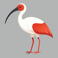 Ibis design art and illustrator eps
