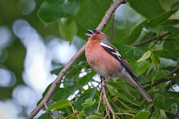 Buchfink ( Fringilla coelebs ).