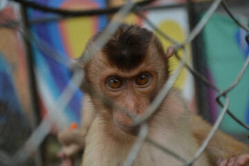 close up of a monkey