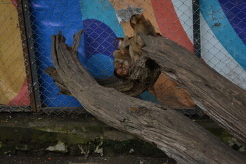 Monkey in a cage