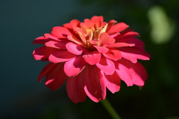 red zinnia flower close up