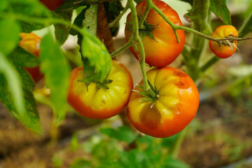 Tomato fruits affected by blossom end rot. This physiological disorder in tomato, caused by calcium...