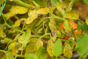 Tomato plant infected tomato spotted wilt virus also known as TSWV on farm