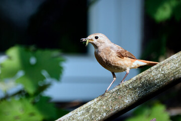 Gartenrotschwanz ( Phoenicurus phoenicurus ).