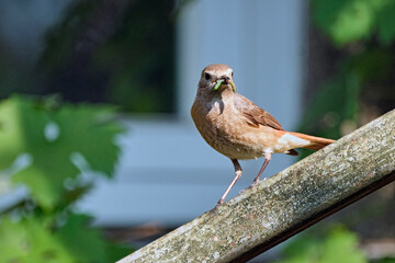 Gartenrotschwanz ( Phoenicurus phoenicurus ).