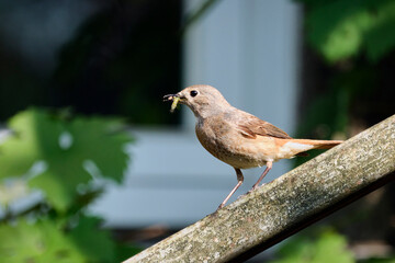 Gartenrotschwanz ( Phoenicurus phoenicurus ).