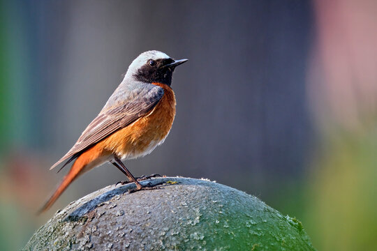 Gartenrotschwanz ( Phoenicurus phoenicurus ).