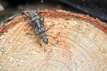 Kopulierende Schrotböcke ( Rhagium inquisitor ) / Kleiner (Kiefer) zangenbock oder Spürender Zangenbock.