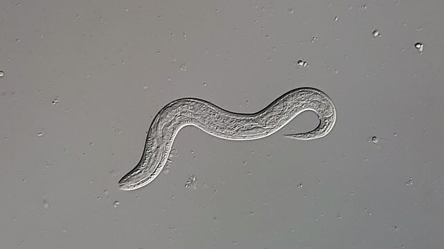 Nematode Parasite in dog feces under microscope 