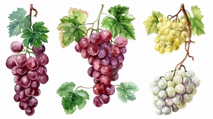 Watercolor Vector Grapes and Vine Leaves Set for Design Inspiration