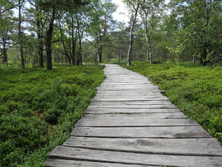 Bohlenweg durch Birkenwald