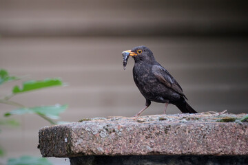 Amsel ( Turdus merula ) oder Schwarzdrossel.