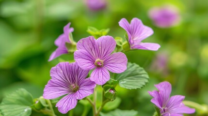 Fototapeta premium Vibrant Purple Pink Watercress Flowers in Lush Garden Setting