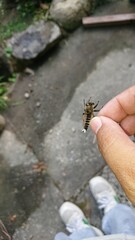 1672)It seems that a horsefly that was preying on Japanese honey bees was counterattacked by the Japanese honey bees(Photo taken at 16:49 on july 27, 2017)
