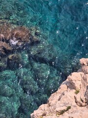 coral reef in the sea