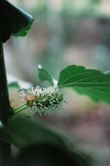 Young mulberry in the garden