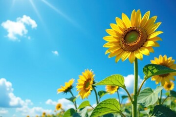 Tall sunflower stems standing against a brilliant blue heavenscape without a single cloud, nature scene, landscape