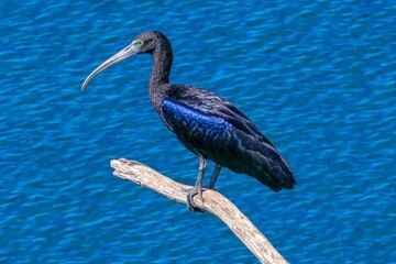A lone ibis perched on a driftwood branch sticking out of a lake, with ripples gently distorting its reflection