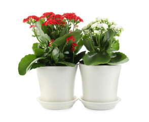 Different beautiful kalanchoe flowers in pots isolated on white