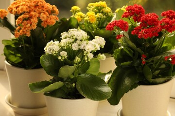 Different beautiful kalanchoe flowers in pots on table indoors