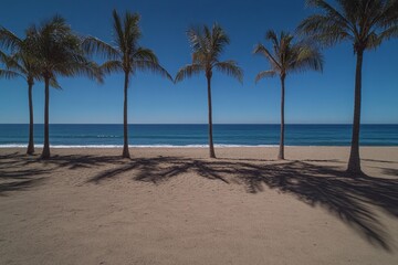 A picturesque Ibiza beach with palm trees lining the shore, their shadows dancing on the sand