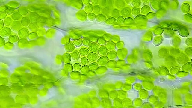 Ceratophyllum demersum cell under microscope 