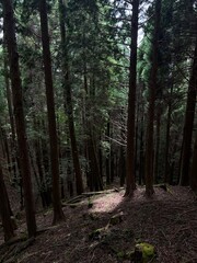 祖母山登山道