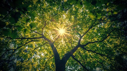 Obraz premium Stunning Green Tree with Sunlight in Warm Light
