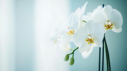 Obraz premium White orchids against a modern glass backdrop, close-up shot, Minimalist style