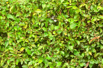 Dense Green Foliage of Bushy Shrubs