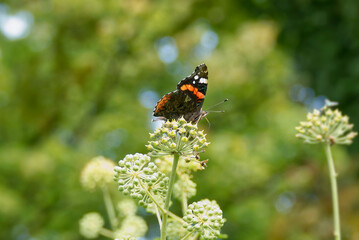 Red admiral butterfly (Vanessa Atalanta) perched on hedge (hedera helix) in Zurich, Switzerland