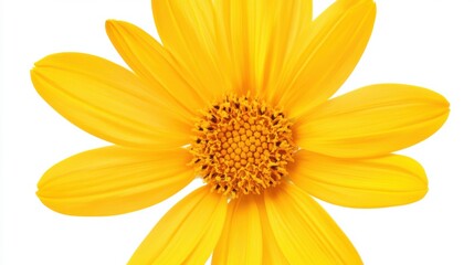 Obraz premium A close-up of a bright yellow daisy with its radiant petals and golden center, isolated white background, minimalist art style