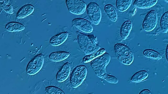 Movement of protozoa and amoeba under microscope 
