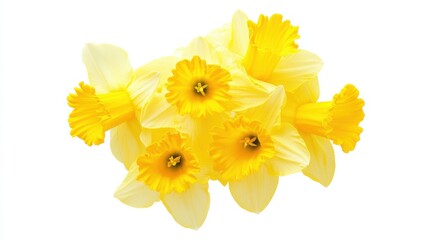 A close-up of a bunch of yellow daffodil flowers with trumpet-shaped blooms, isolated white background, abstract art style © ArpPSIqee