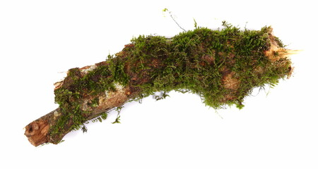 Green moss on a dry branch isolated on a white background and texture