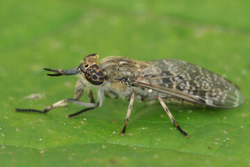 Macro Shot of the Compound Eyes of a common horse or notch-horned cleg fly, Haematopota pluvialis