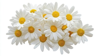 Fototapeta premium A close-up of a cluster of white daisies with their bright petals and yellow centers, isolated white background, naturalistic art style