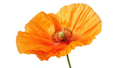 A close-up of a vibrant orange poppy with its silky petals and bold color, isolated white background, minimalist art style