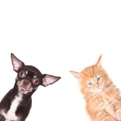 A black Chihuahua and an orange kitten curiously peeking