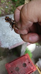 1674)yellow vented hornet that seems to have been attacked by Japanese honey bees(Photo taken at 17:41 on july 27, 2017)