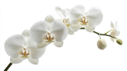 Obraz premium A close-up of a white orchid with its intricate, exotic petals and slender stem, isolated white background