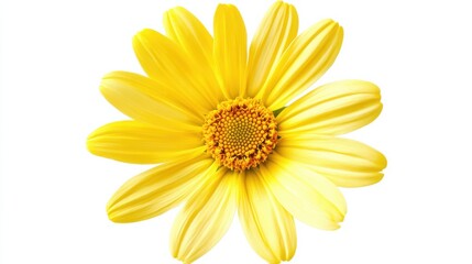 Obraz premium A close-up of a yellow daisy with its simple petals and bright yellow center, isolated white background, minimalistic art style