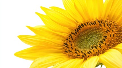 Obraz premium A close-up of bright yellow sunflower petals with their bold hues and circular formation, isolated white background, minimalist art style