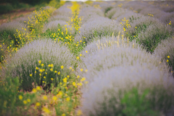 Obraz premium Lavender field in the summer. Violet Lavender Fields. Closeup of lavender bushes and flowers at a lavender farm