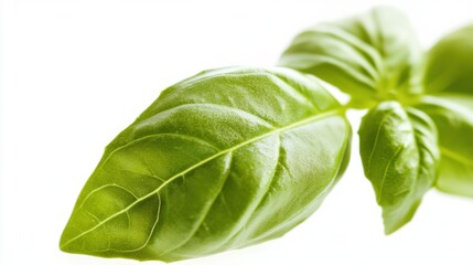 Fototapeta premium A close-up of fresh basil leaves with their vibrant green color and aromatic scent, isolated white background, minimalist art style