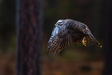 female The northern goshawk Accipiter gentilis flying through the forest