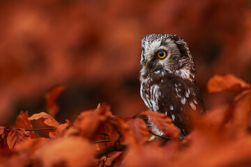 boreal owl or Tengmalm's owl (Aegolius funereus) in colourful leaves on a beech tree
