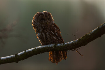female tawny owl (Strix aluco) in backlight